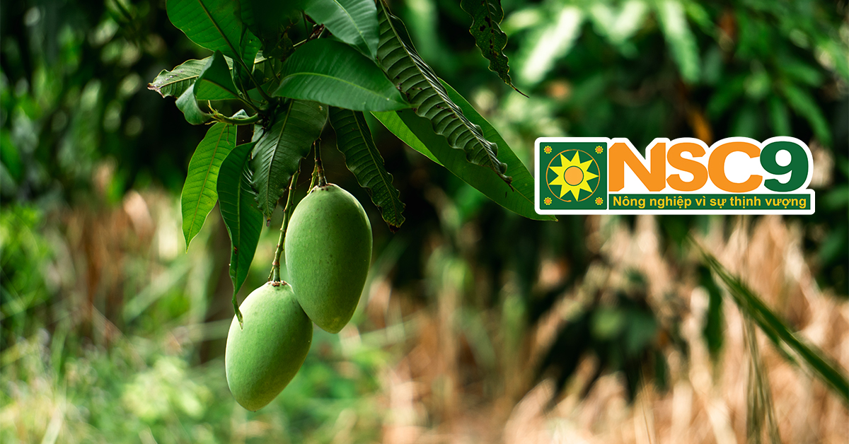 Xoài Chú Chín – Sạch từ tâm người trồng