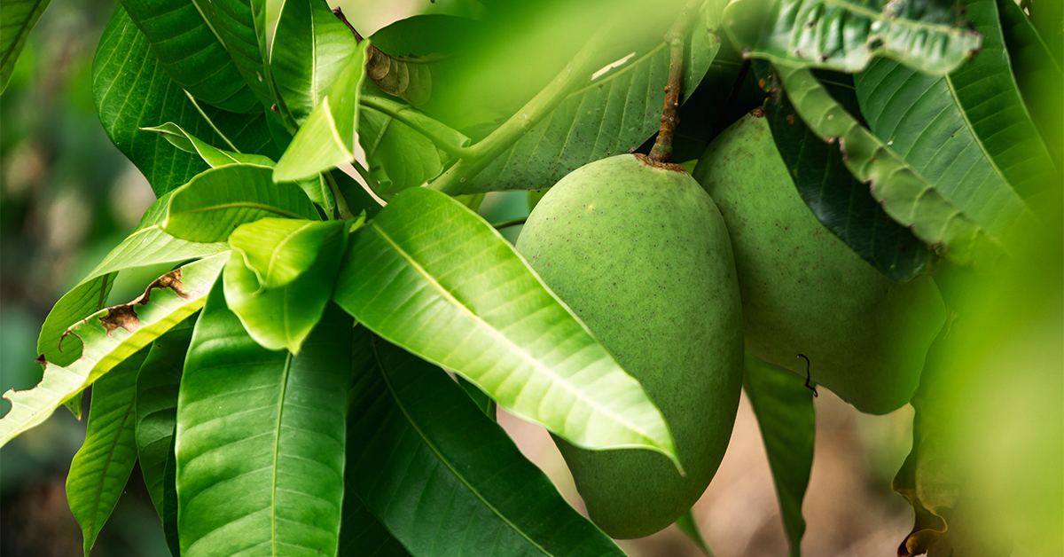 Giá trị cốt lõi của Xoài Chú Chín là gì?