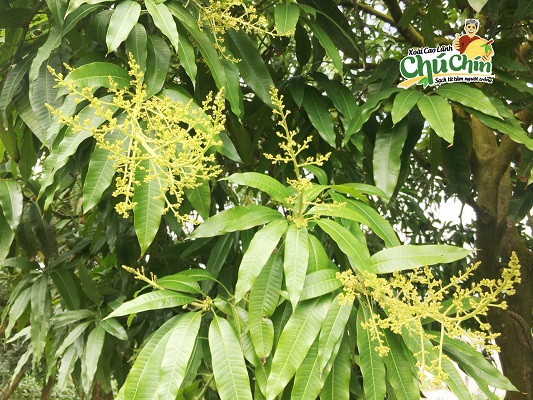 Giá trị cốt lõi của Xoài Chú Chín là gì?