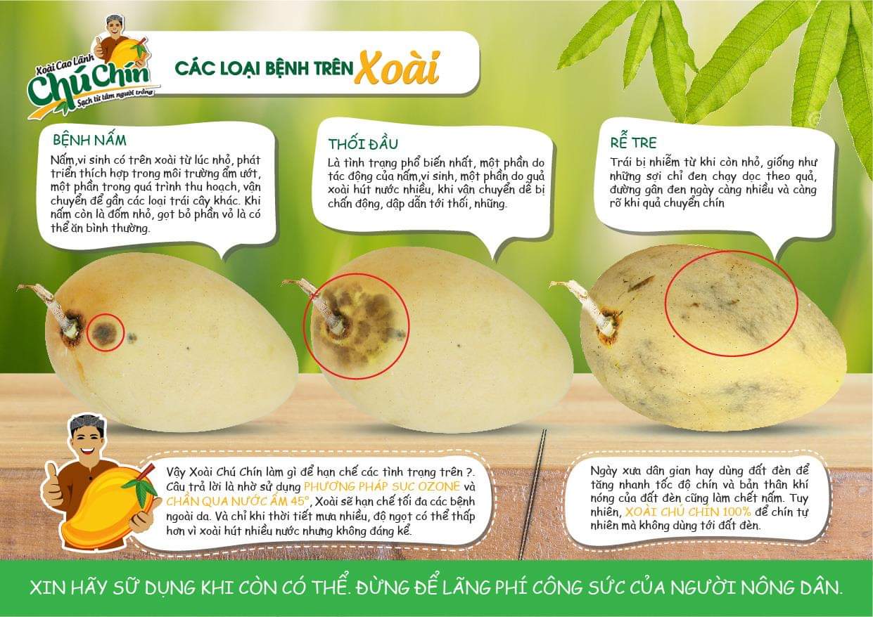 Nhân biết về xoài