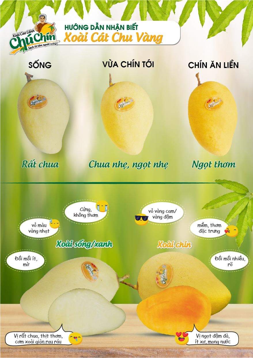 XOÀI CÁT CHU VÀNG – THƯƠNG HIỆU CHÚ CHÍN