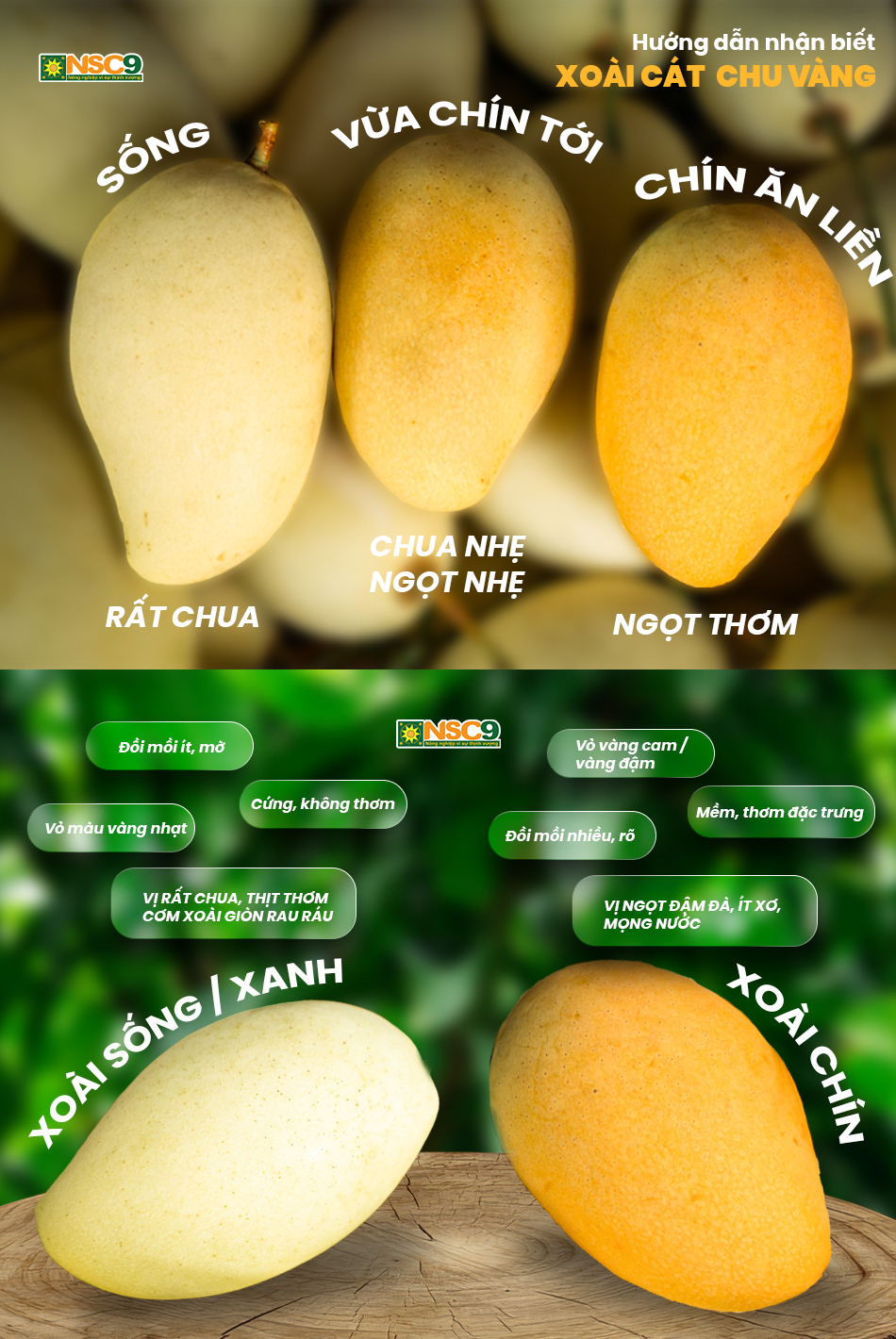 Xoài Cát Chu Vàng