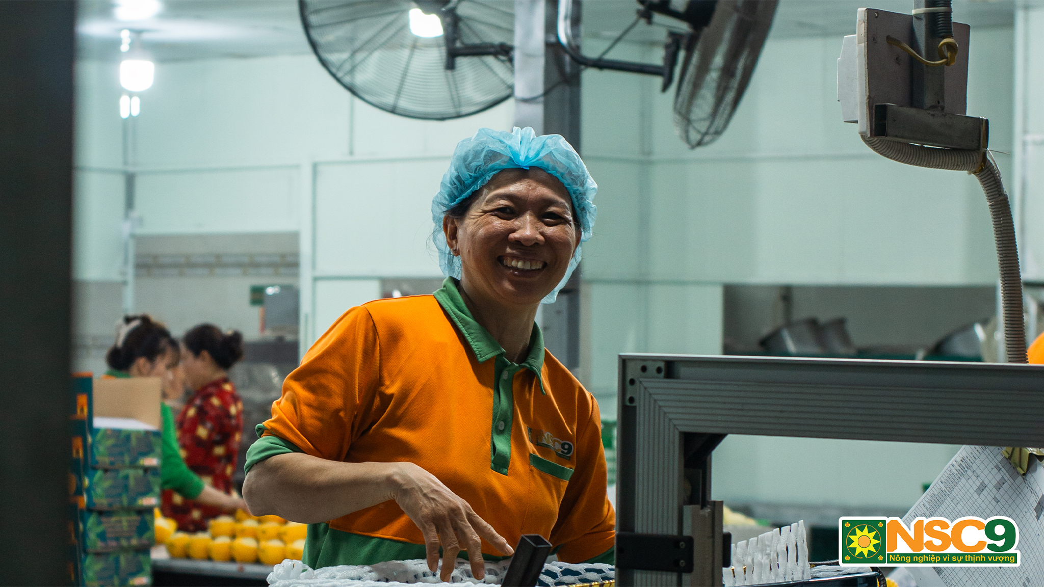 Quy trình thu hoạch - Sơ chế - Đóng gói
