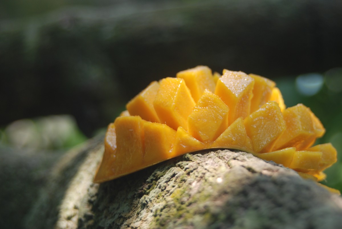 Xoài Cát Hòa Lộc