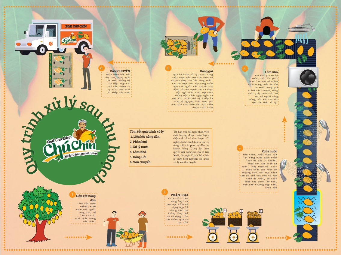 XOÀI CÁT CHU VÀNG – THƯƠNG HIỆU CHÚ CHÍN