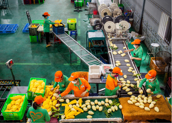 Quy trình thu hoạch - Sơ chế - Đóng gói