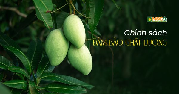 Chính sách đảm bảo chất lượng