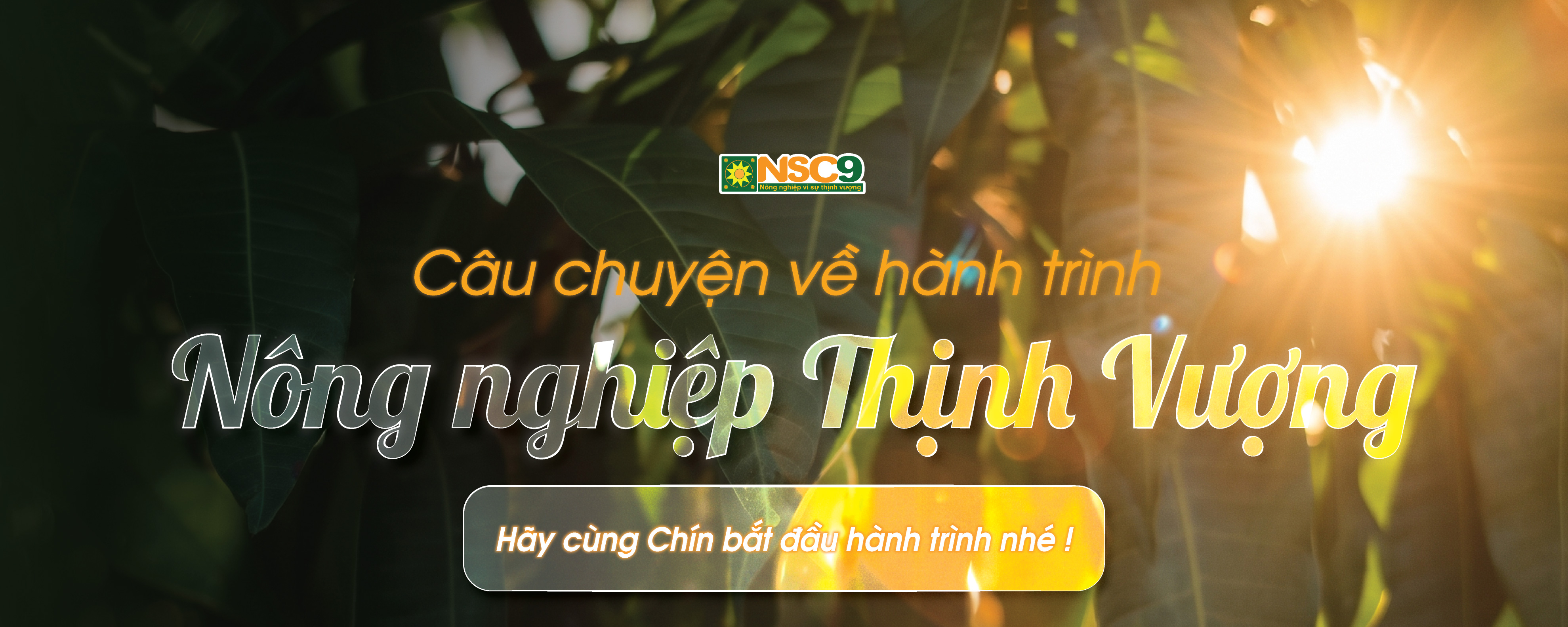 Xoài Chú Chín